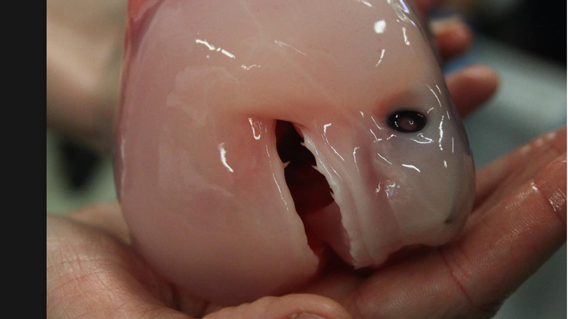 At only 33 cm, this shark pup has large teeth at such an early stage so it can eat eggs in its mother’s womb, say researchers at Sulikowski Shark and Fish Research Lab, which provided this photo.