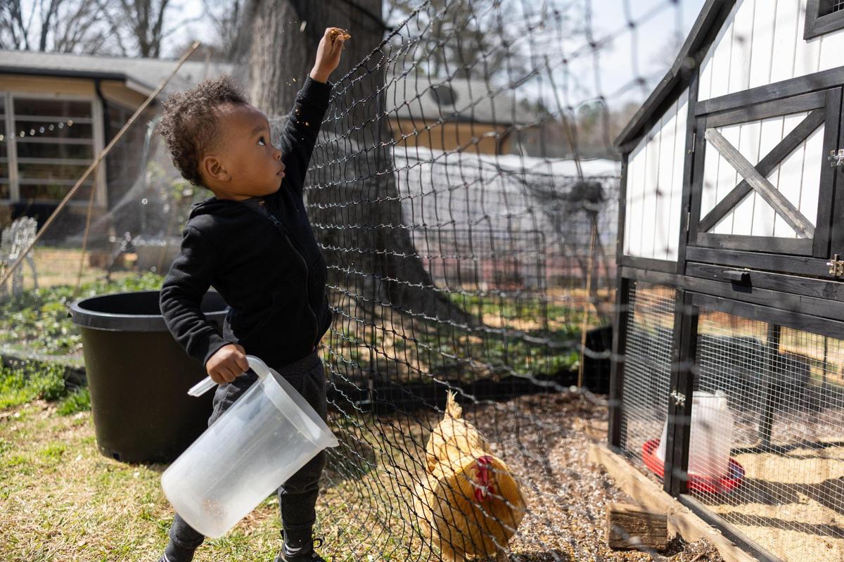Seven McCathorine, 3, feeds a chicken in his backyard in McCrorey Heights. His dad, Austin brought up concerns about emissions coming from the highway potentially harming his chickens and garden.