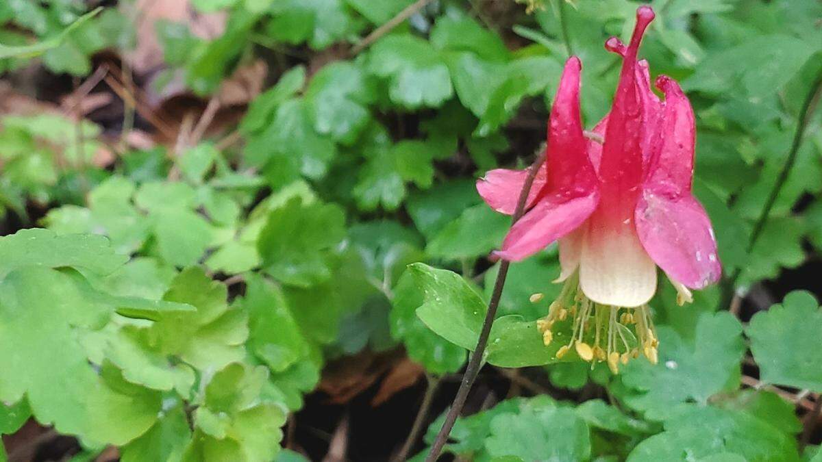 A Native Columbine, grown by a Charlotte master gardener.