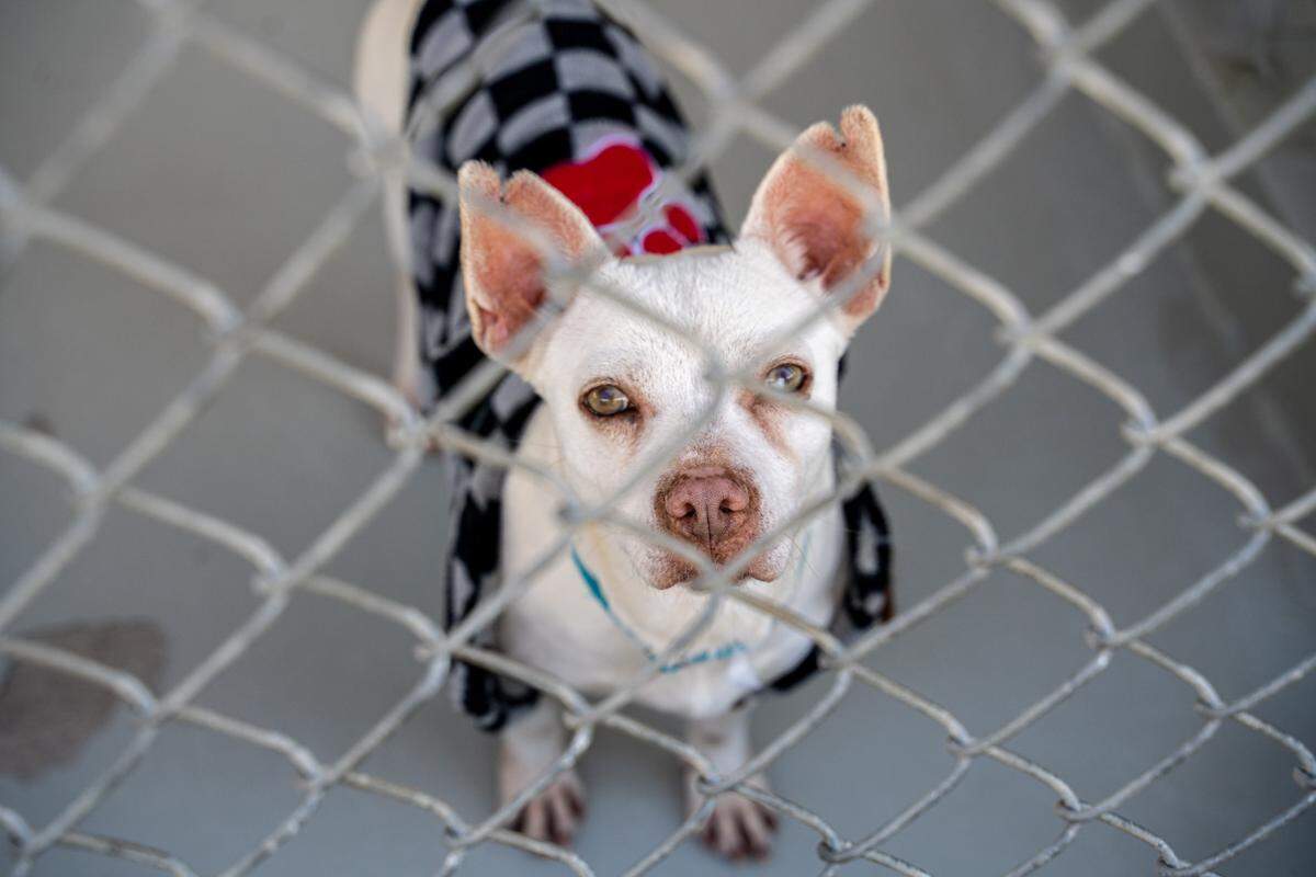 Pierre is a terrier and parson russell mix. He’s about 3 years old and is available for adoption at the Humane Society of Charlotte.
