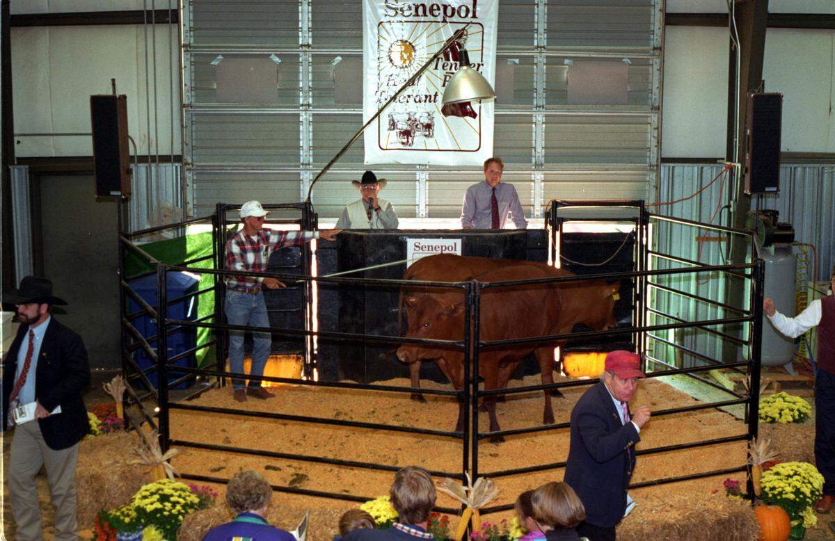  Bidders from as far away as the Virgin Islands and Ecuador attended the 1996 auction of rare Senepol cattle from St. Croix at Stamey Farms in western Iredell County NC.