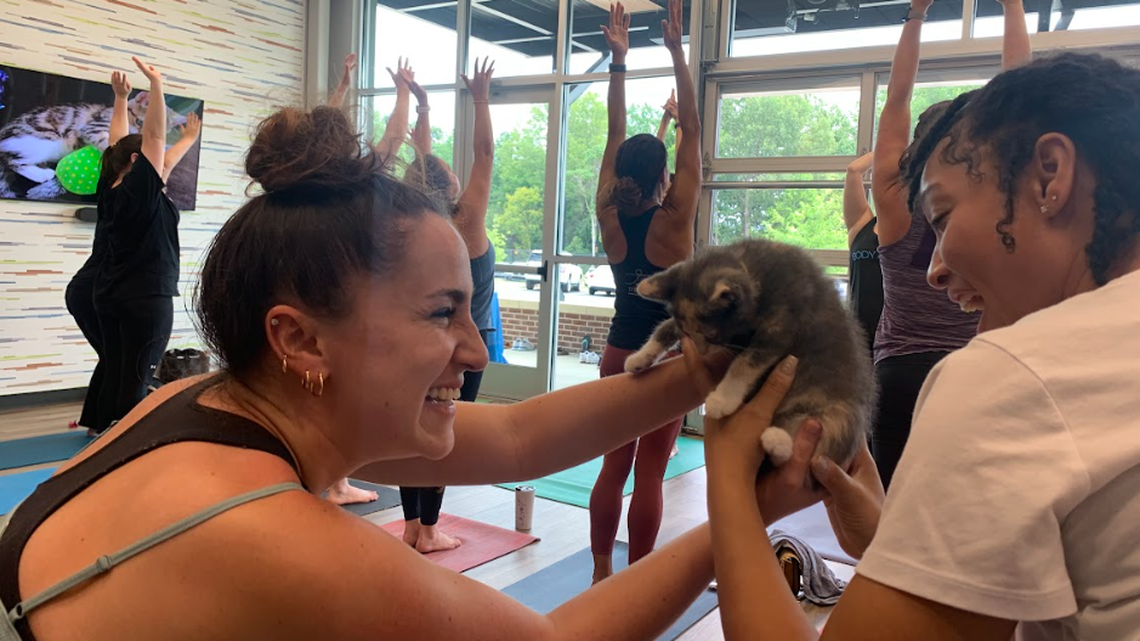 Cat yoga classes feature kittens available for adoption.