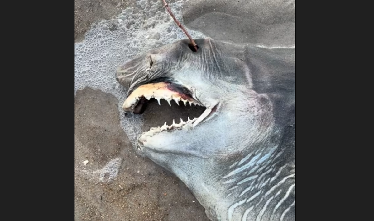 Video of this strange shark was recorded by Lynsie McKeown and shared online, igniting a debate over what species it might be. Experts identified it as a sand tiger shark. 
