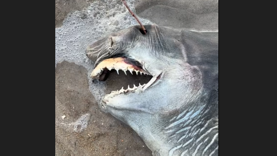 Dead creature with ‘needlelike’ teeth washes up on NC’s Outer Banks. What is it?