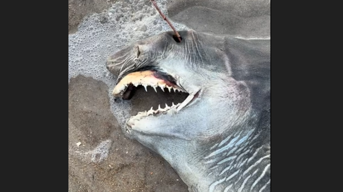 Video of this strange shark was recorded by Lynsie McKeown and shared online, igniting a debate over what species it might be. Experts identified it as a sand tiger shark. 