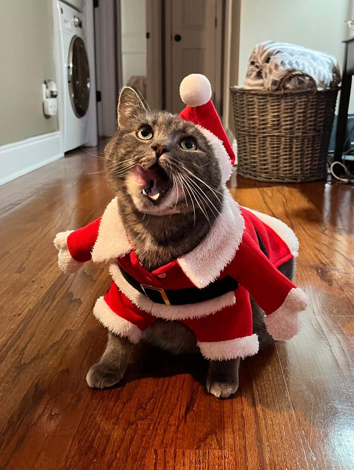 Finn was named a finalist in The Charlotte Observer’s “cutest cat in Charlotte” contest in fall 2024.