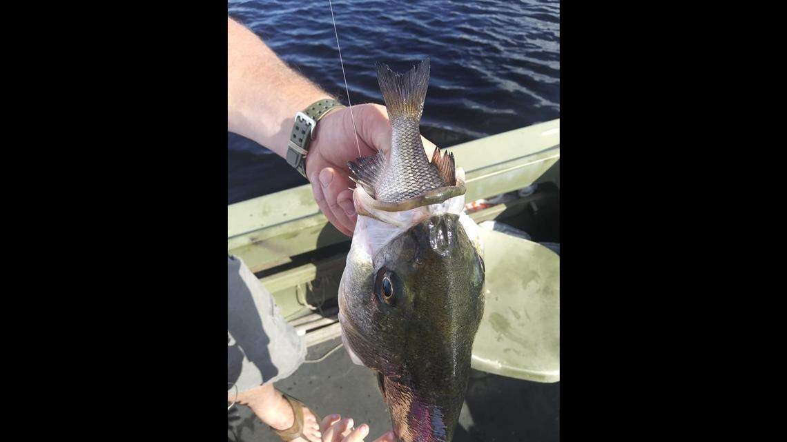 Holly Cahoon Fassnacht of Columbia, North Carolina, says she was reeling in a perch on June 17 when she discovered it had been swallowed by a striped bass. The bass was out of season.