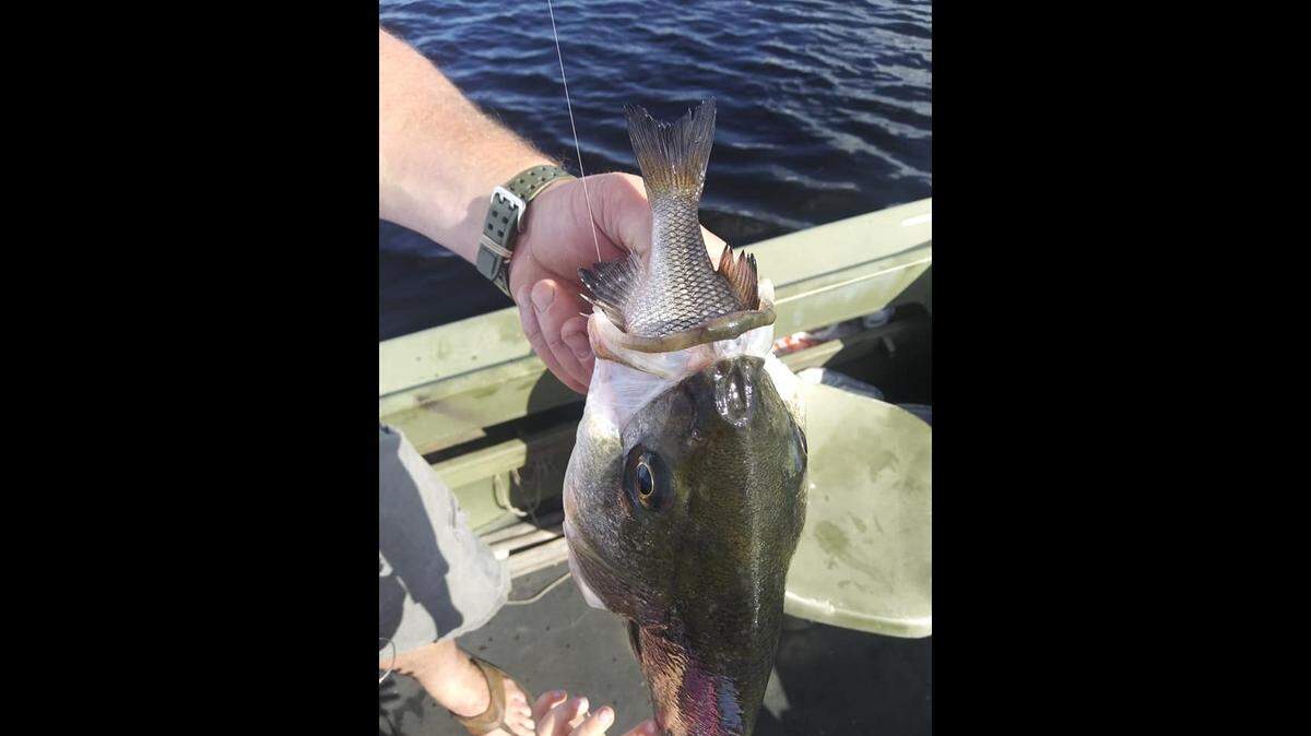 Holly Cahoon Fassnacht of Columbia, North Carolina, says she was reeling in a perch on June 17 when she discovered it had been swallowed by a striped bass. The bass was out of season.