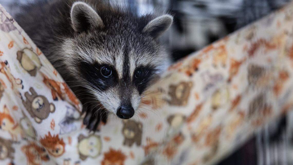 A raccoon cub peers out from its hammock at The Carolina Wildlife Conservation Center in Iron Station, N.C., on Tuesday, August 12, 2025.