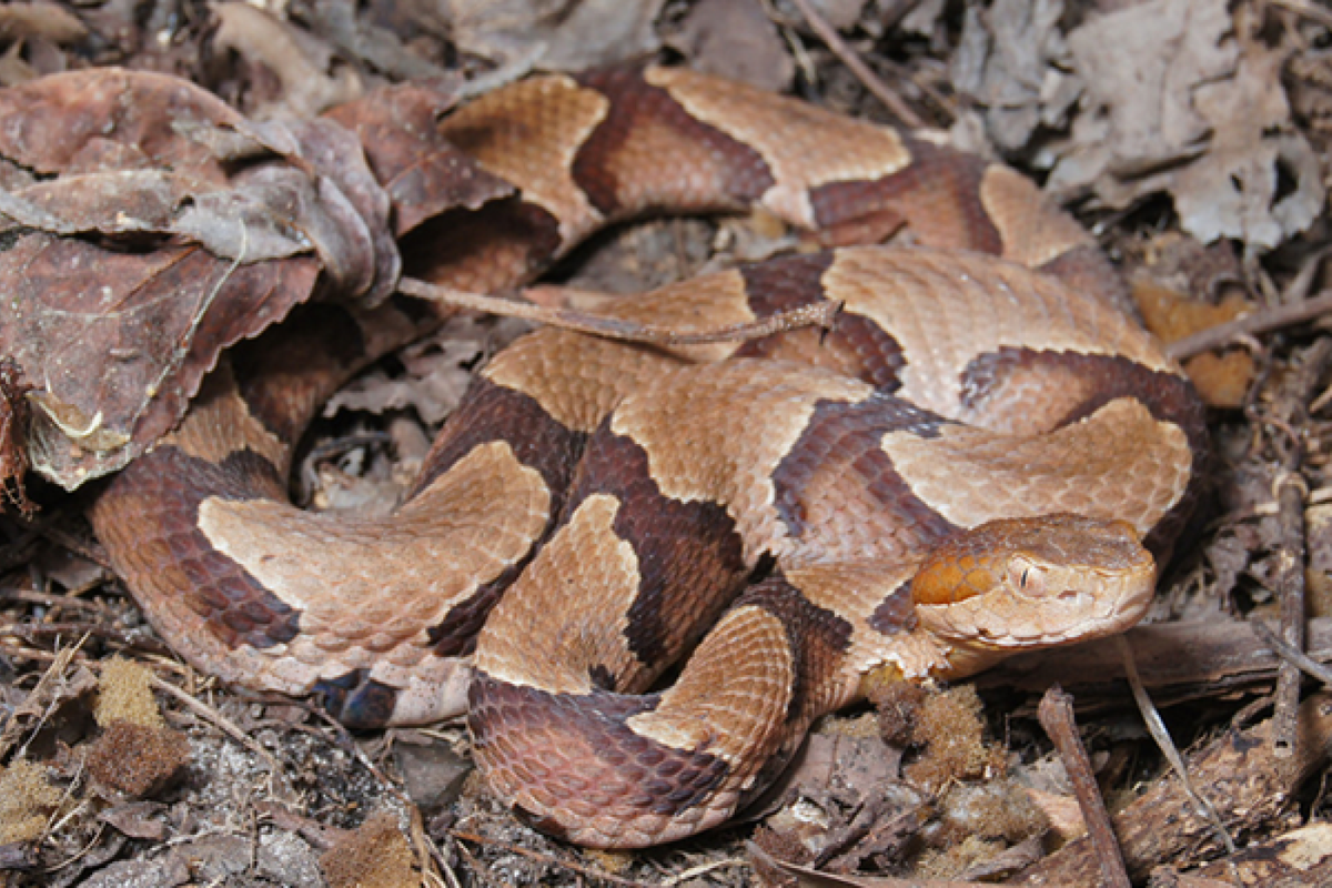 “The copperhead is the most common and widespread venomous snake in North Carolina,” according to the NC Wildlife Resources Commission.