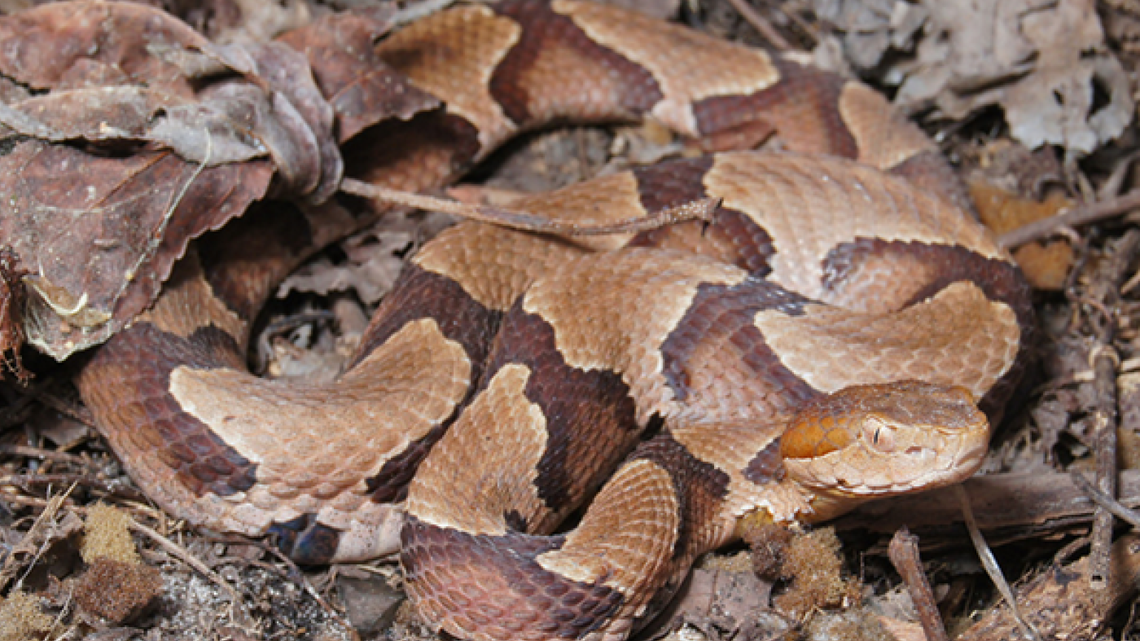If a copperhead bites your dog, here’s what NC veterinarians say you should do