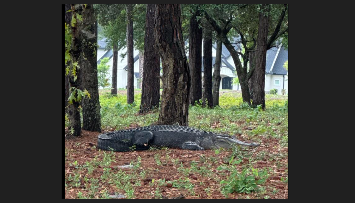 A 911 caller reported the large alligator was roaming a neighborhood in Sunset Beach, N.C., on Monday. It was uncooperative with police, a video shows.  