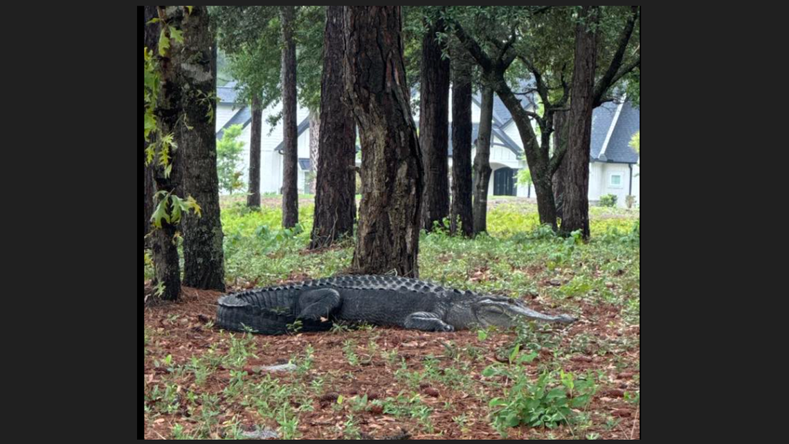 Watch as 400-pound alligator takes on 4 North Carolina officers in tug-of-war