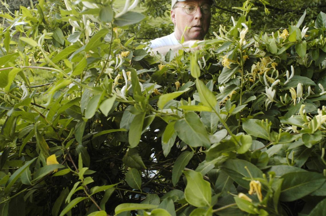 Bill Smith, head chef at Crook’s Corner restaurant in Chapel Hill, picks honeysuckle in 2004 along the Bolin Creek Greenway in Chapel Hill for his legendary, yet seasonally short, honeysuckle sorbet.