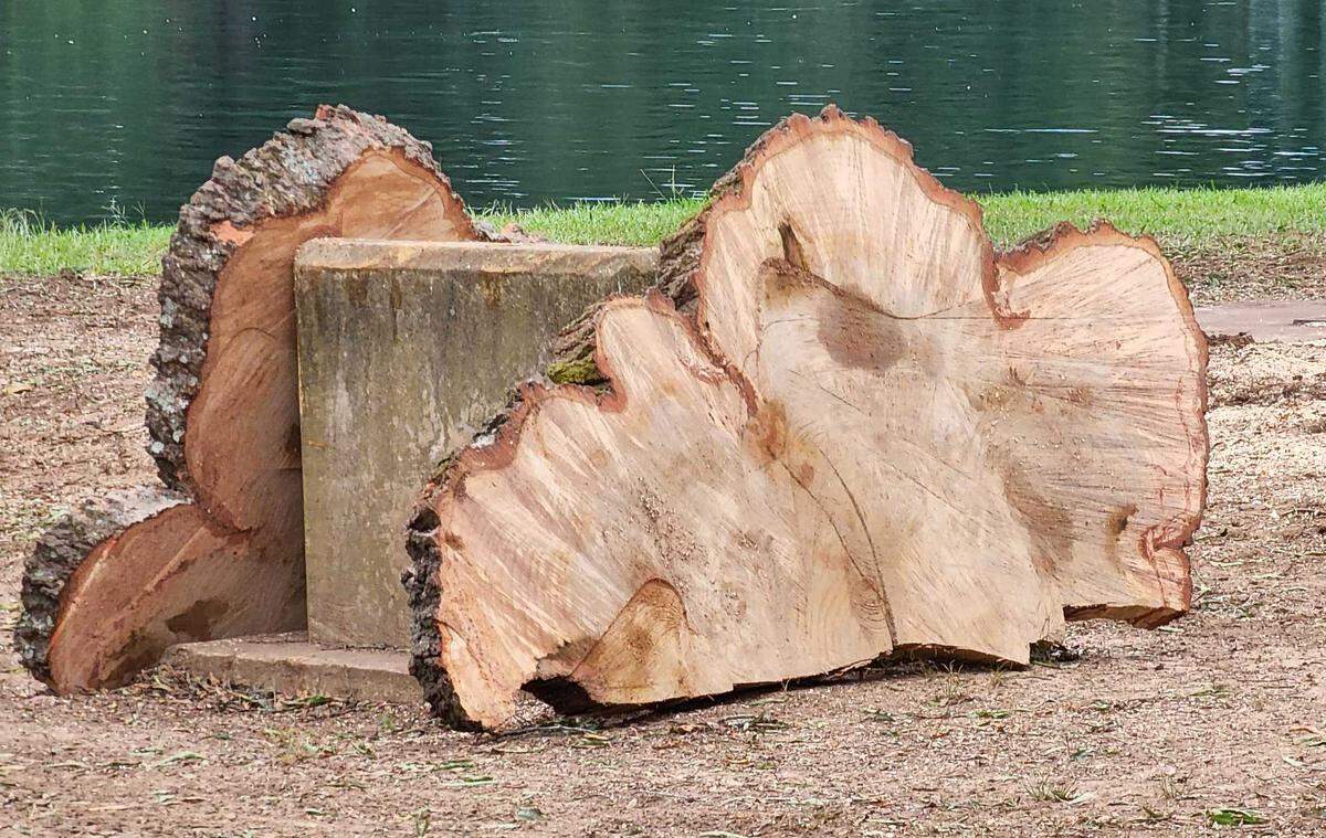 Slices of an old oak tree lean against a monument at Freedom Park in Charlotte, NC, on Friday, Aug. 19, 2022. Mecklenburg County Park and Recreation cut down the aging tree because it posed a risk to the public.