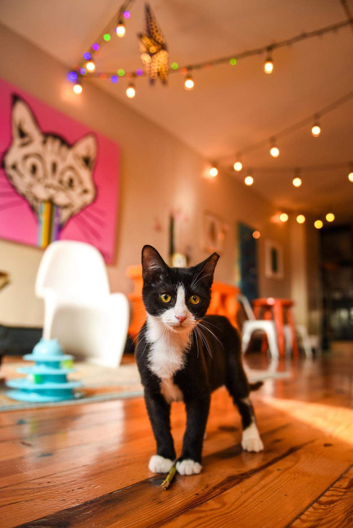 Leo Wyatt, shown above, and his sisters were surrendered to a high kill shelter before being pulled out by a rescuer and bottle fed. On August 23, Leo was the 1,000th cat adopted out from Mac Tabby Cat Cafe.