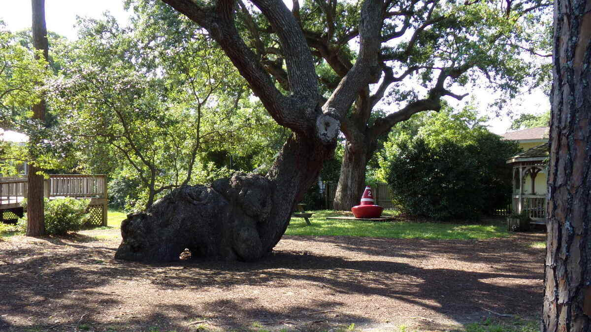 The Indian Trail Tree in Southport is believed by some to be 800 year old.