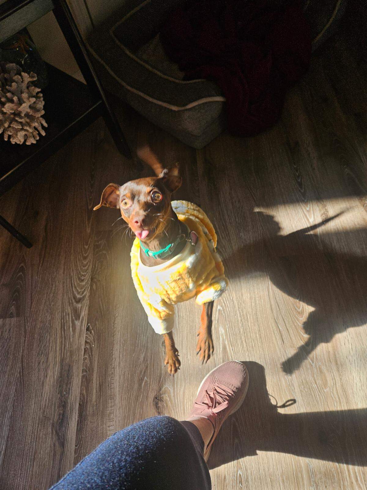 Phoebe “had so much life and energy,” owner Debbie Marcum said, hours after Phoebe died at an emergency veterinary clinic. “She hopped everywhere.”