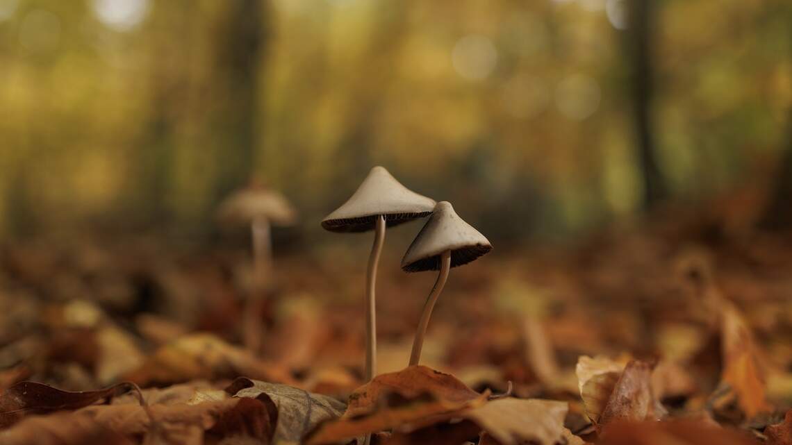 Neuropsychologist shares advice on choosing mushroom powder, mushroom gummies or tinctures for daily use