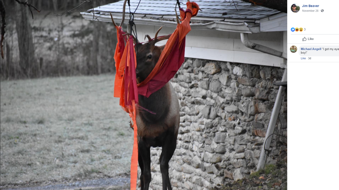 An elk had to be rescued from an awkward predicament in western North Carolina after it got its antlers stuck while ripping up a hammock in someone’s backyard.
