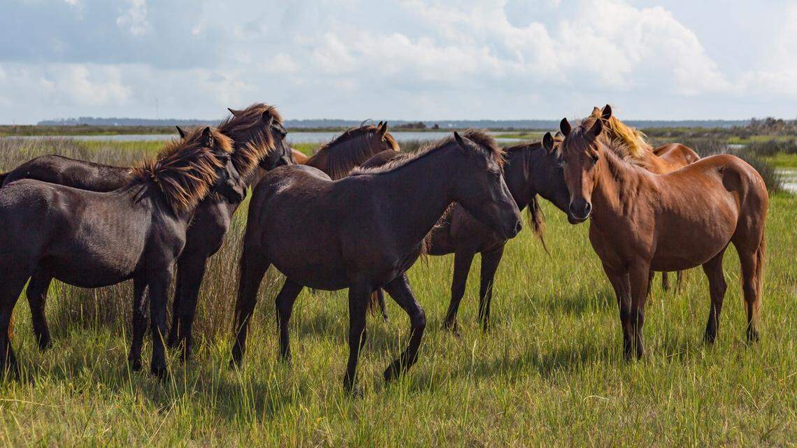 28 wild horses drowned off Outer Banks in ‘mini tsunami’ created by Hurricane Dorian