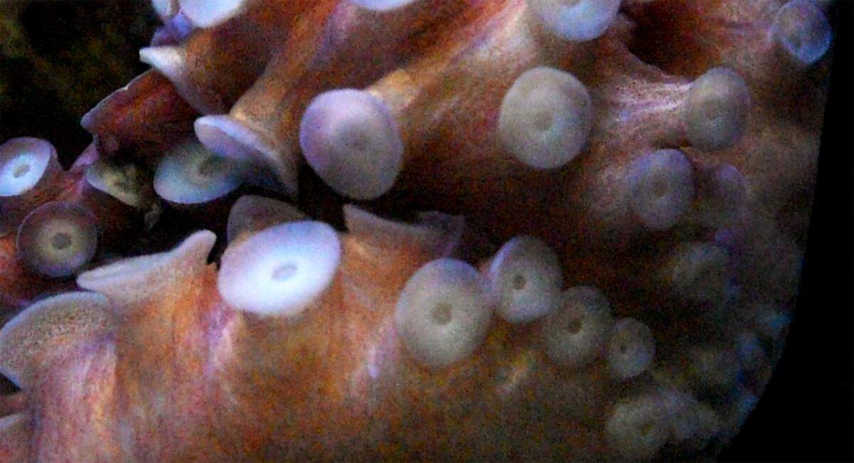 Fiona has thousands of suckers and each of the larger ones can hold about 30 pounds.  Fiona interacts with her handlers on Thursday, Jan. 10, 2019.
