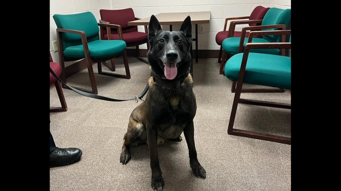 Suspect bites police dog and gets charged with felony assault, NC officials say