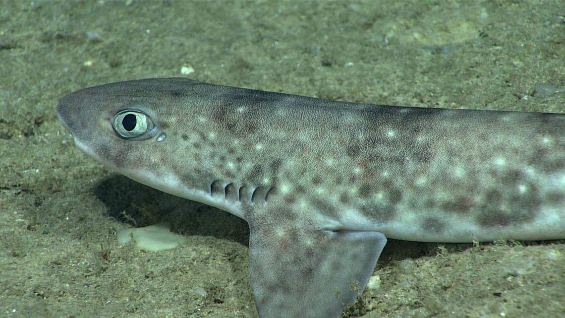 A catshark was seen resting on the seafloor during Dive 16 of the recent expedition off Puerto Rico and the Virgin Islands.