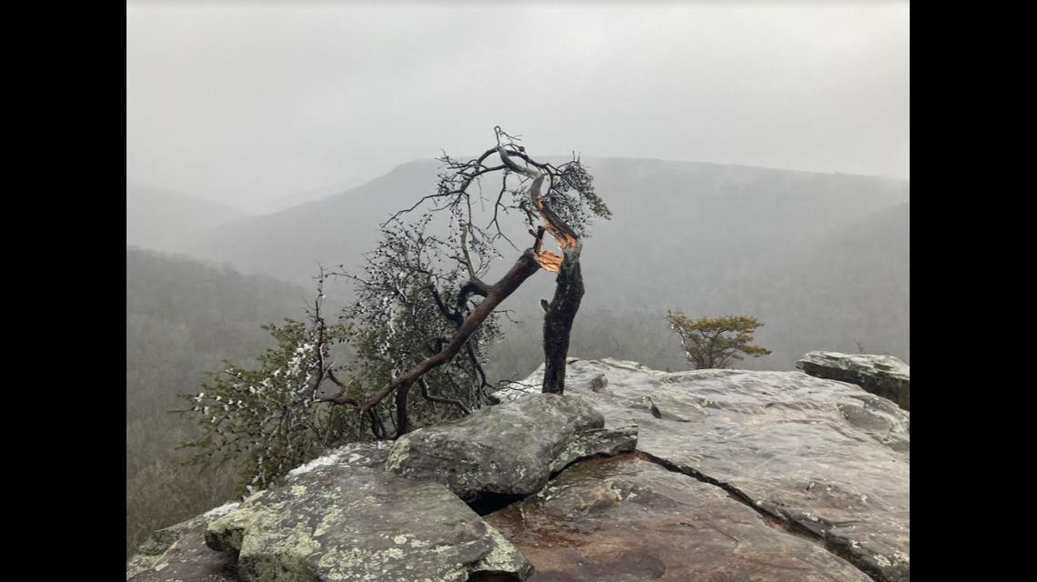 This is what the beloved tree looked like on Feb. 15, after the ice storm, park officials say.