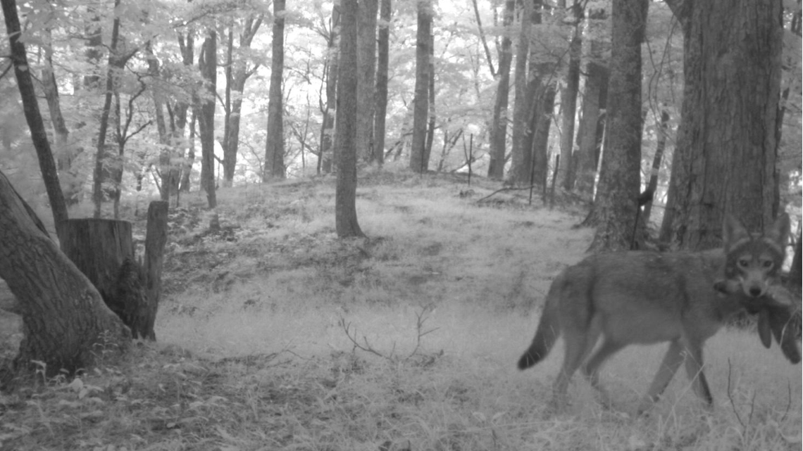 What does this coyote have in its mouth? The photo was taken last year in Madison County by the state-backed camera trap program, NC Candid Critters.
