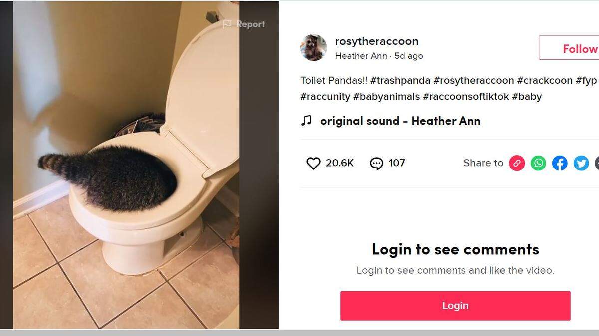 A raccoon was spotted head-first in a Tennessee woman’s bathroom.