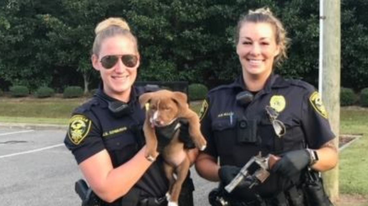 Greenville Police officers with Ryder the puppy and the .38 revolver he discovered Tuesday at the Rosemont Apartments in south Greenville.