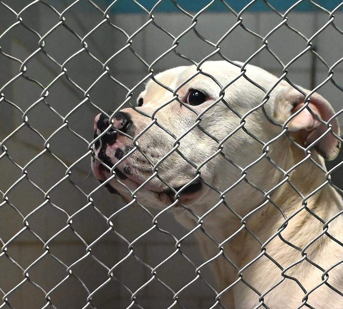 A two-year old male pit bull gazes out at the CMPD Animal Care and Control Center in Charlotte, NC on Wednesday, January 11, 2023.