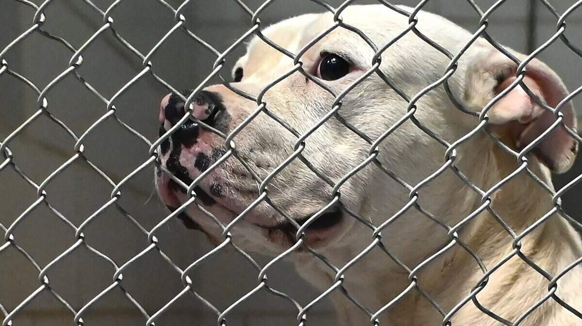 A two-year old male pit bull gazes out at the CMPD Animal Care and Control Center in Charlotte, NC on Wednesday, January 11, 2023.
