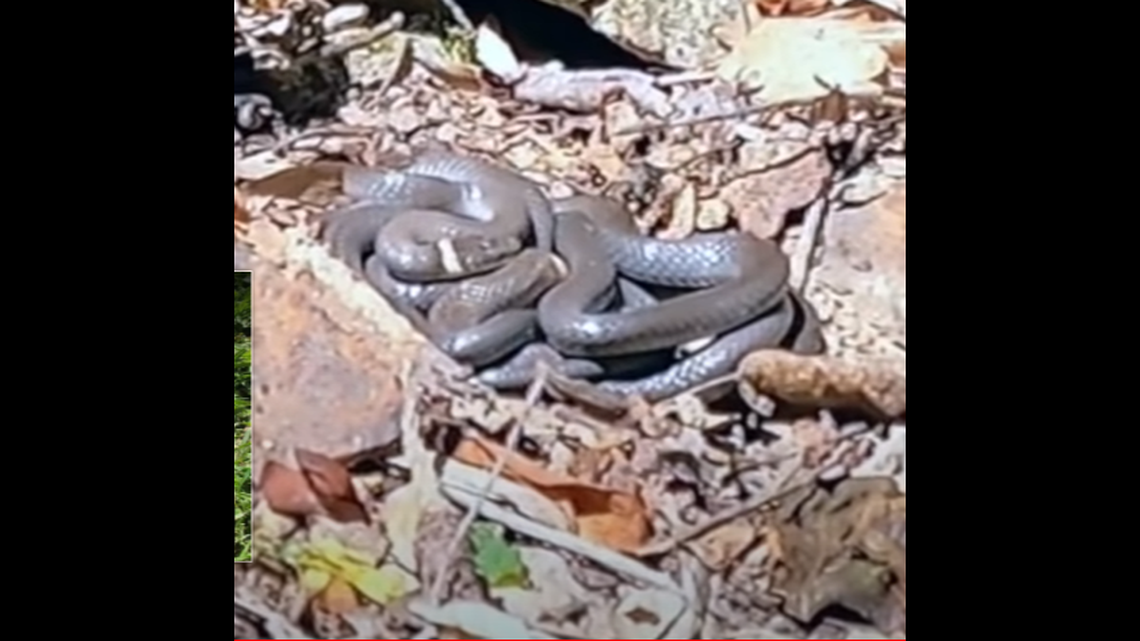 “Did I scream like a little girl?” Beau Ouimette asked, after stumbling on a ball of snakes in rural Virginia.