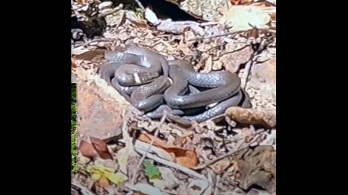 “Did I scream like a little girl?” Beau Ouimette asked, after stumbling on a ball of snakes in rural Virginia.