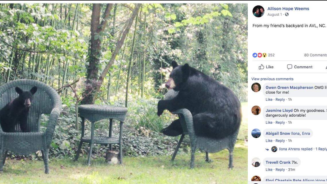 On Aug. 1, Allison Hope Weems posted a photo on Facebook of a black bear and a cub relaxing on chairs in her friend’s backyard in Avalon, N.C., 25 miles west of Asheville.