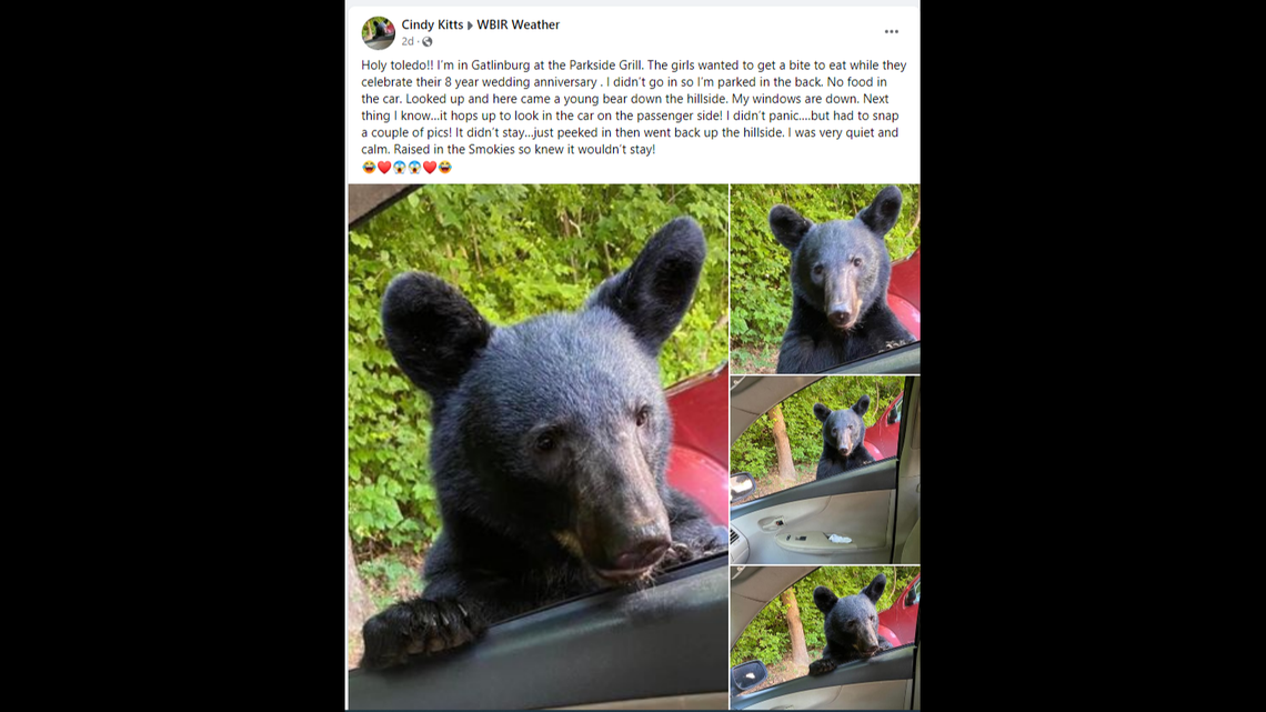 A woman was sitting in her car at a Gatlinburg restaurant with her windows down when a bear poked its head through her passenger side. With no snacks in the car of interest, it left as quickly as it came — but not before the woman snapped a few photos.