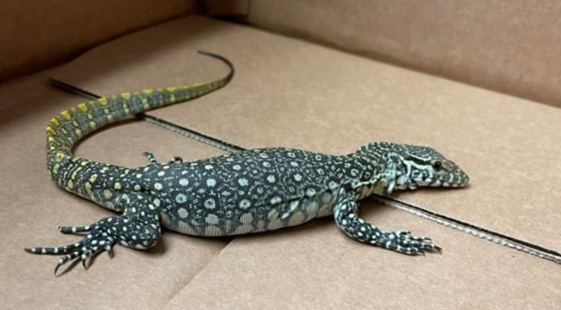 This Nile monitor was found in a case of ramen noodles at a Tennessee store.