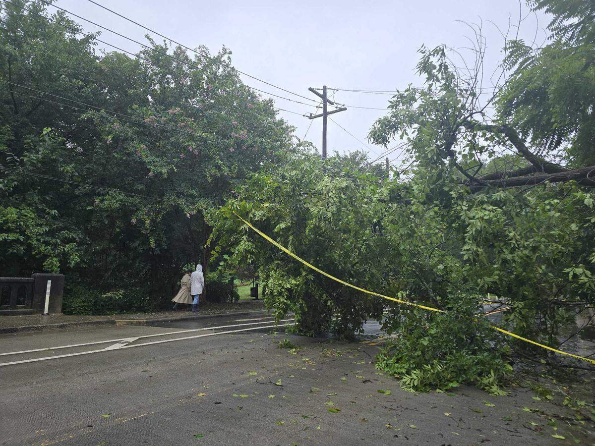 A tree fell on Hillside Avenue in Charlotte on Thursday, August 8, 2024, as heavy rains from Tropical Storm Debby passed through the area.