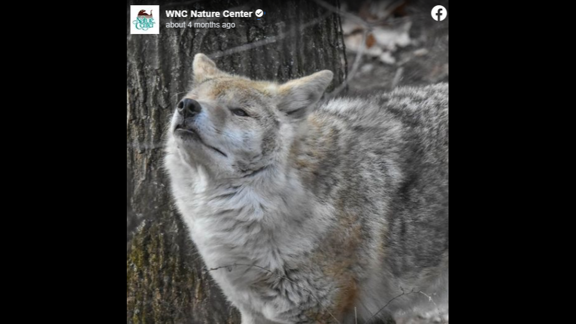 Beatrice the beloved coyote died years after she was rescued in North Carolina.