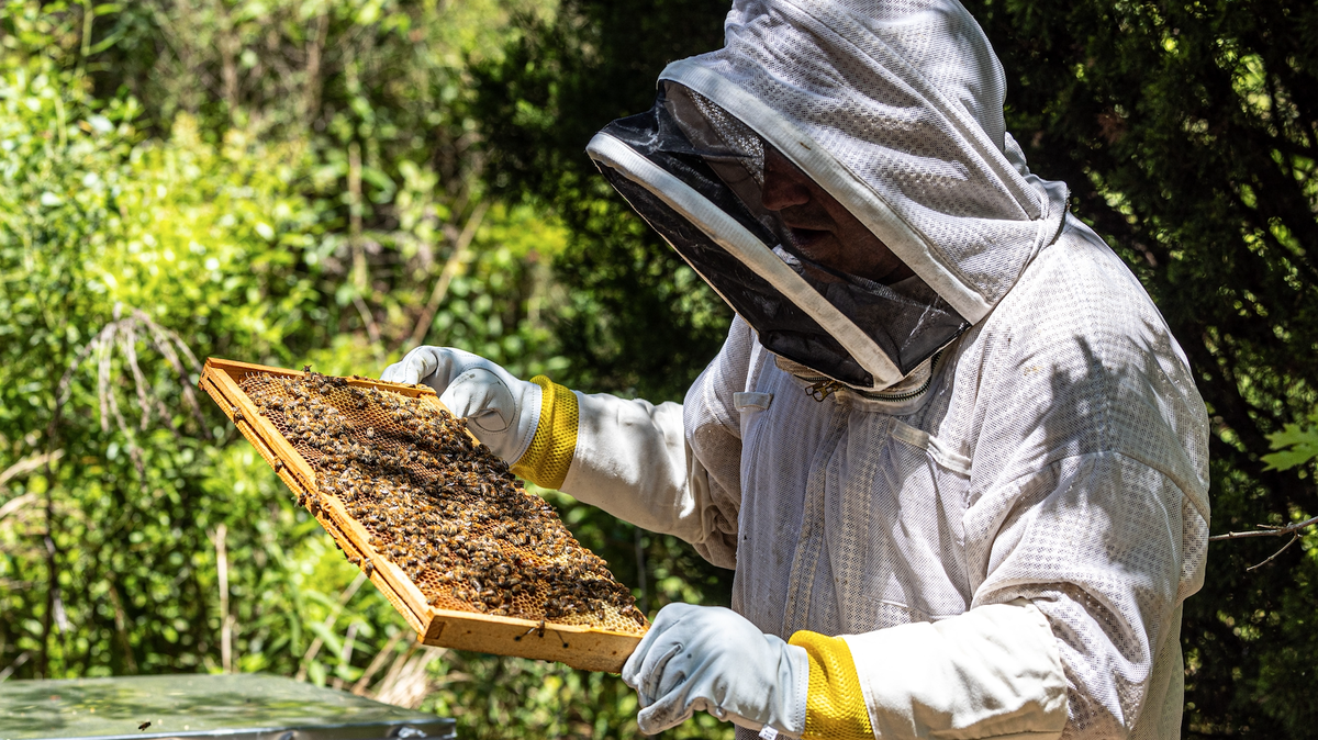 Scott Ross, local bee hobbyist, tends to SPX FLOW’s two beehives. His wife suggested putting hives at the company’s headquarters, and volunteered Ross for the role of beekeeper.