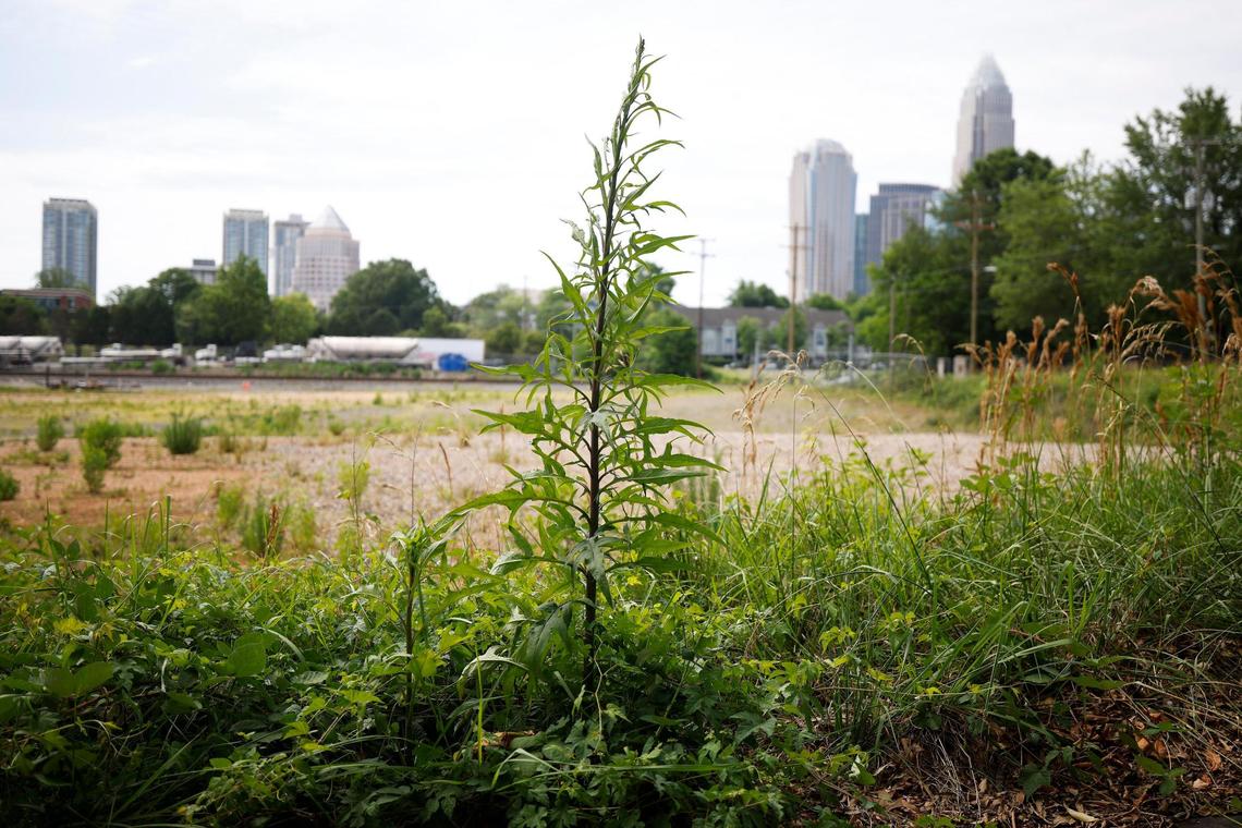 Charlotte’s skyline can be seen from a vacant lot just outside the center city. A developer is proposing to build town homes but a nearby flour mill is concerned about the potential for complaints from future residents.