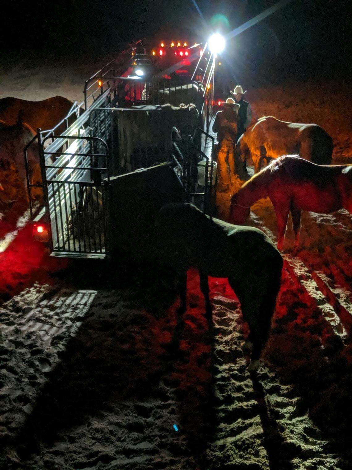 Two of the cattle are seen standing in the stock trailer while wranglers and their horses are outside feeding on hay.