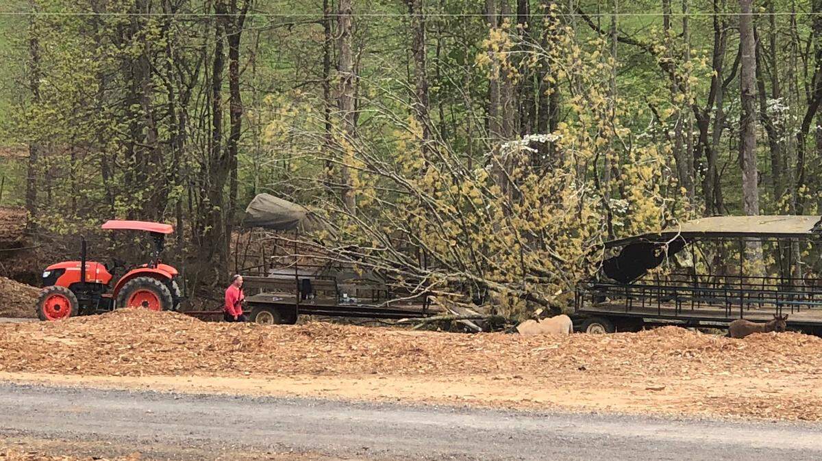 A large tree fell on a wagon carrying dozens of people Saturday afternoon at Zootastic Park in Iredell County.
