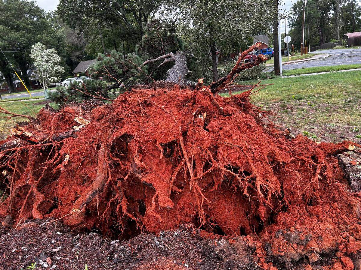 A downed tree on Tuckaseegee Road In Charlotte Friday morning.