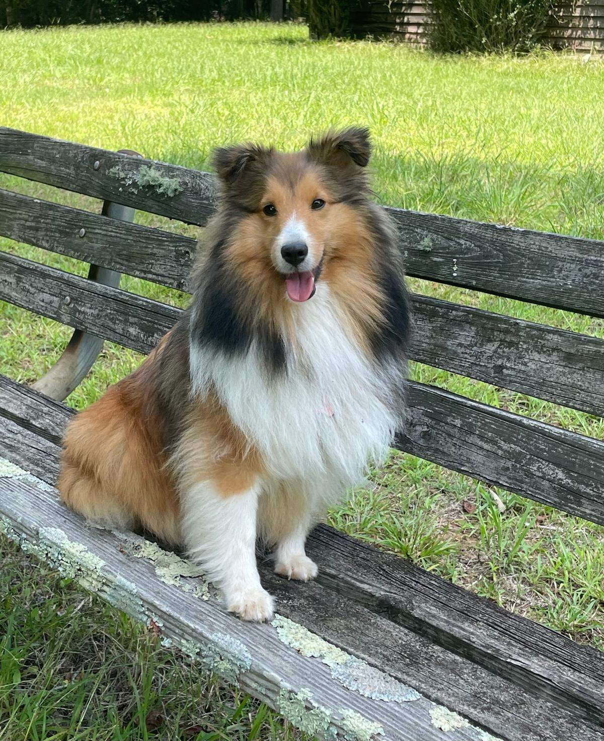 Maggie Mae was named a finalist in The Charlotte Observer’s “cutest dog in Charlotte” contest in fall 2024.