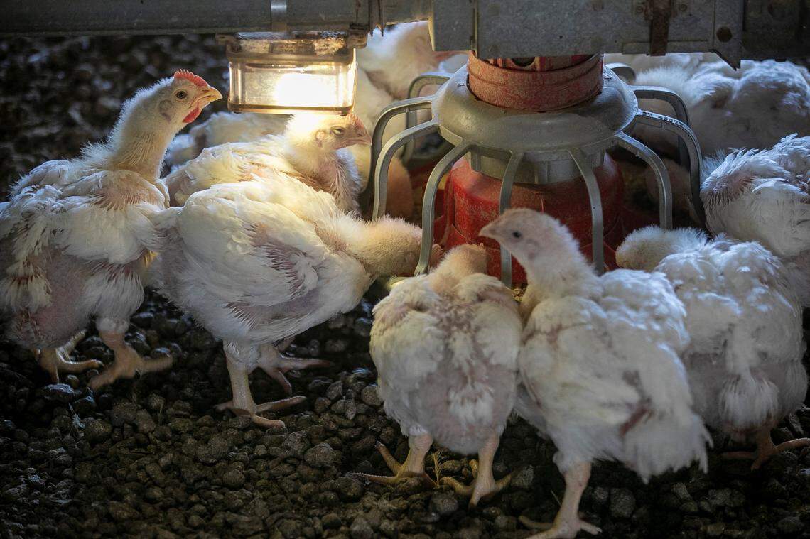 Young chickens crowd around a feeder inside a barn near Robersonville, where birds are raised for Perdue’s Harvestland Free Range brand. When the weather isn’t too hot or cold, these birds have access to a fenced outdoor area. But many chickens opt not to go outside.