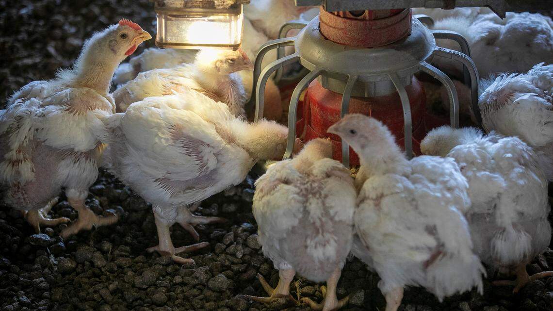 EPA reviewing much-criticized water pollution rules for industrial-sized CAFO farms