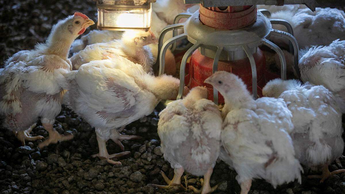 EPA reviewing much-criticized water pollution rules for industrial-sized CAFO farms